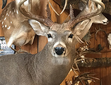 deer shoulder mount