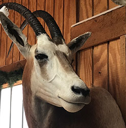 taxidermy school