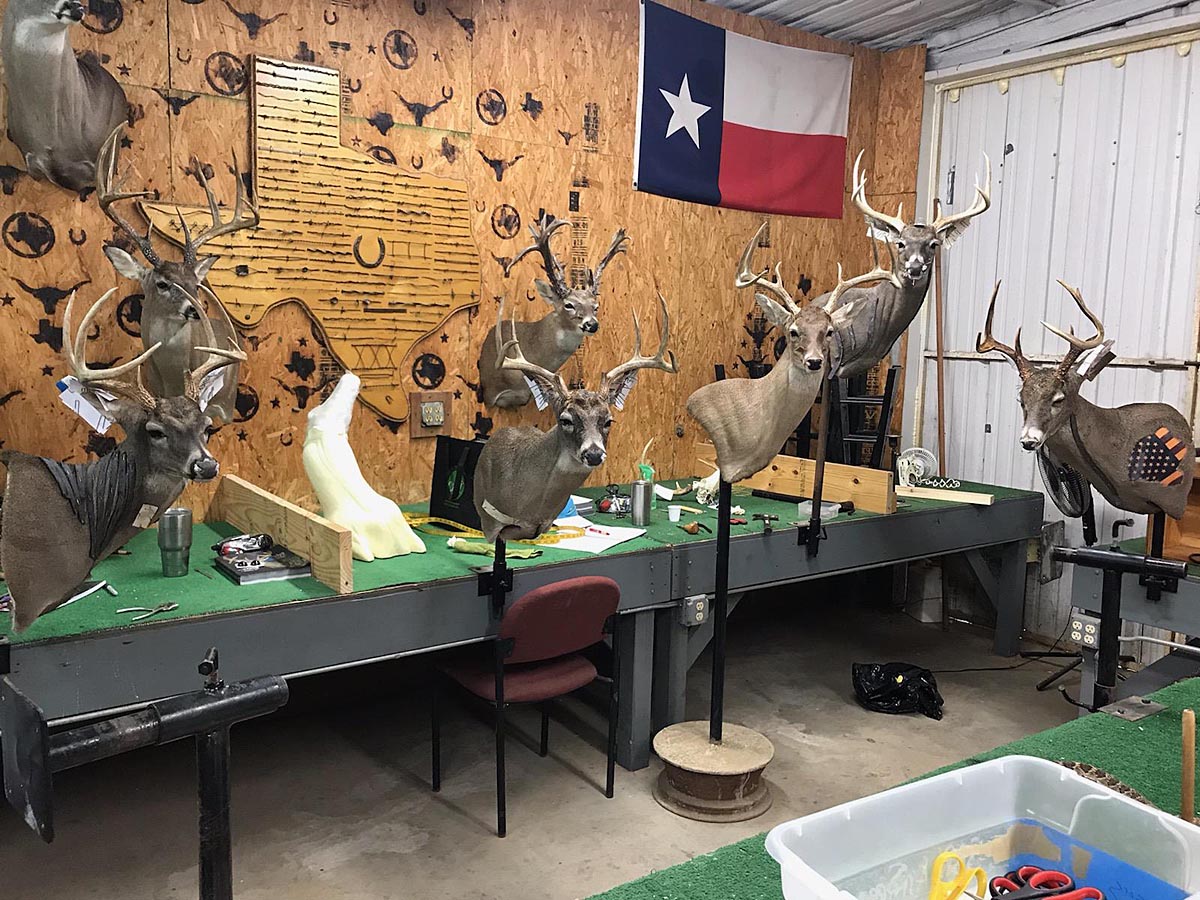 School Info Taxidermy School Lone Star State School of Taxidermy