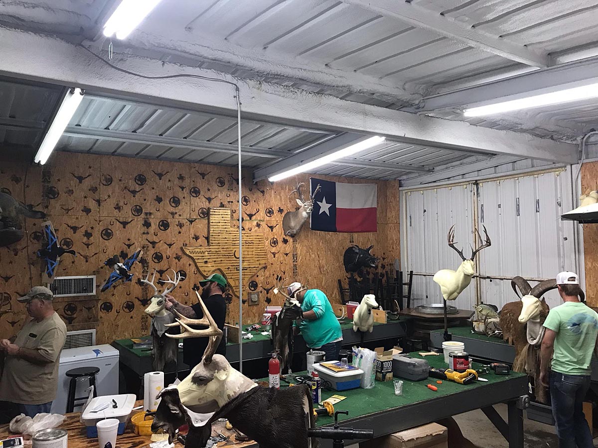 School Info Taxidermy School Lone Star State School of Taxidermy